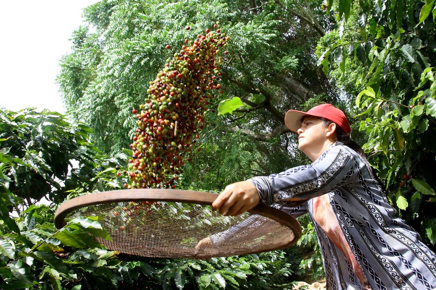 A manutenção do mesmo clima desde o primeiro semestre deste ano já passa a preocupar os cafeicultores em relação ao potencial produtivo da próxima safra