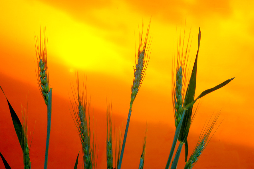 De forma geral, os produtores ainda aguardam melhores condições climáticas para etapas de plantio e colheita