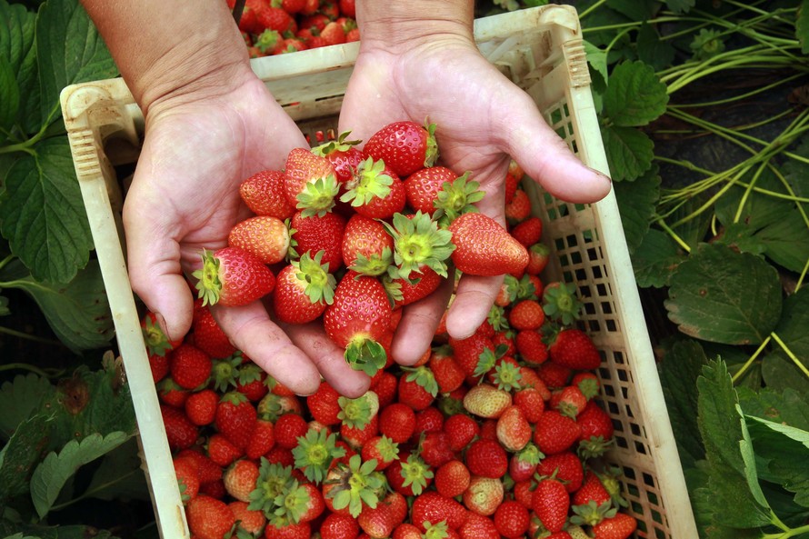 Governo do Paraná busca ampliar financiamento por meio de suas instituições, como a Fomento Paraná e o BRDE. Temas foram discutidos em webinar da Secretaria da Agricultura e do Abastecimento