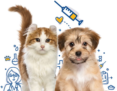  Vale reforçar que cada vacinação deve ser avaliada junto com um médico-veterinário para que o profissional possa indicar o melhor protocolo junto com outros métodos preventivos
