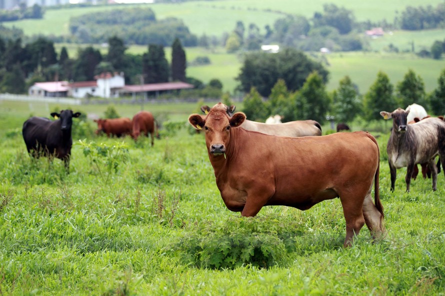 Campanha será encerrada no dia 30 de novembro no Paraná, mas após 31 de outubro o produtor já terá dificuldades em obter a Guia