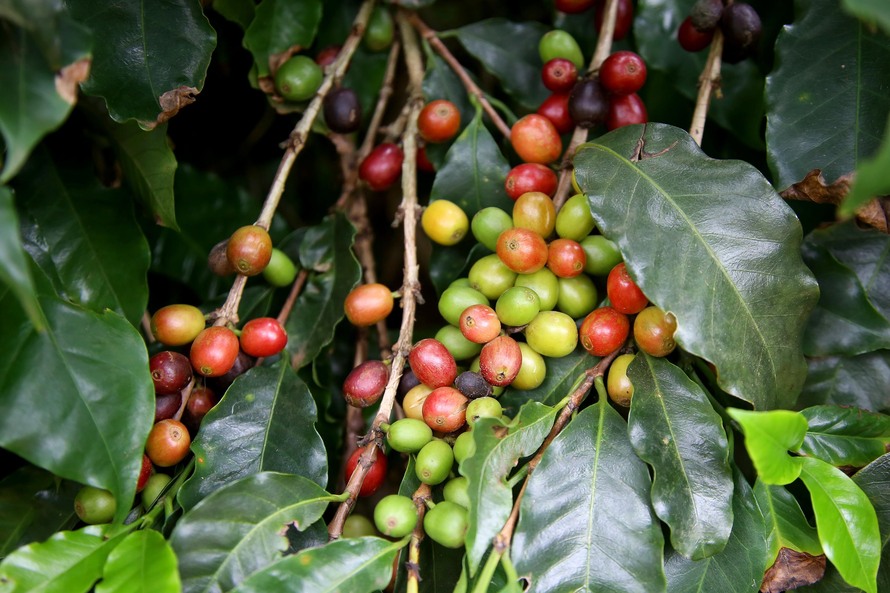 “É importante reconhecer esse movimento de resiliência do Norte Pioneiro, é importante reconhecer esse esforço de produzir o melhor café do Brasil, é importante reconhecer essa parceria que faz a diferença”, disse.