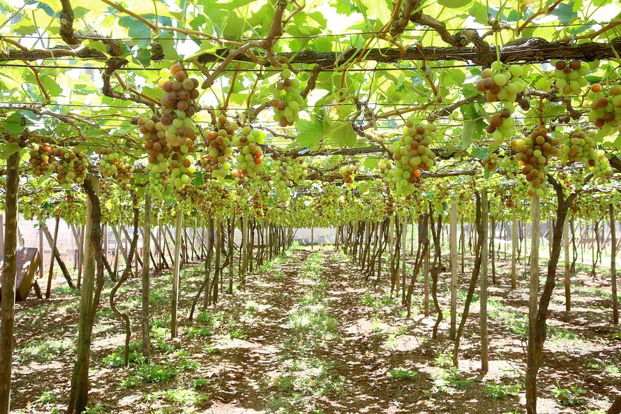Evento faz parte das ações do programa Revitis, lançado em novembro de 2019 para revitalizar a produção de uvas e seus derivados por meio do fomento à produção, agroindústria, pesquisa, comércio e turismo