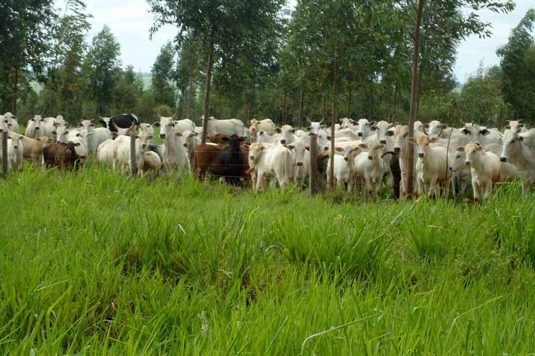 O plantio de eucalipto é uma prática conhecida como silvipastoril, que consiste em plantar as árvores dentro da área de pastagem, o que pode melhorar as condições de bem-estar animal e aumentar os lucros da pecuária de corte.