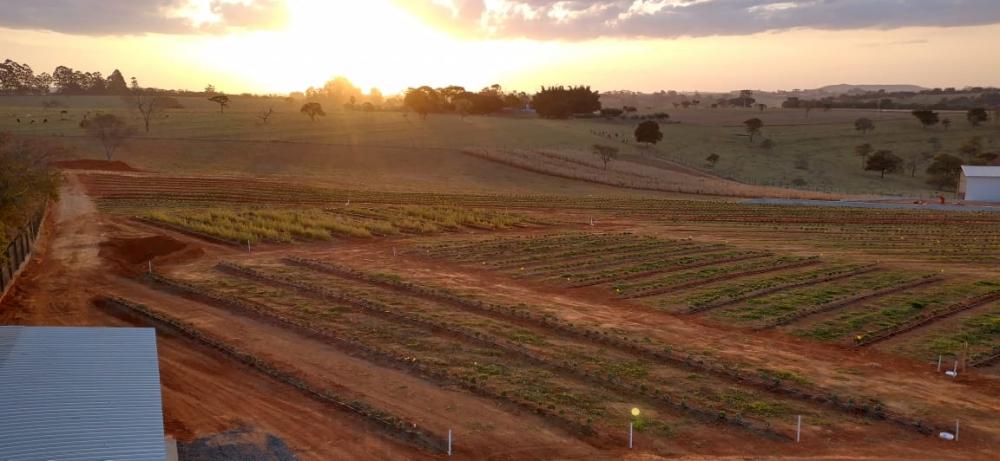 “Espalhamos nossos trabalhos a fim de entender as particularidades de cada região, tanto do ponto de vista fitossanitário quanto fisiológico, considerando as respectivas condições climáticas e as tecnologias de manejo”, destaca Aedyl Lauar.