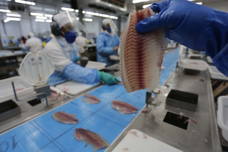  Estado concentra 33,8% de todo o peixe produzido no País, segundo dados de 2019
