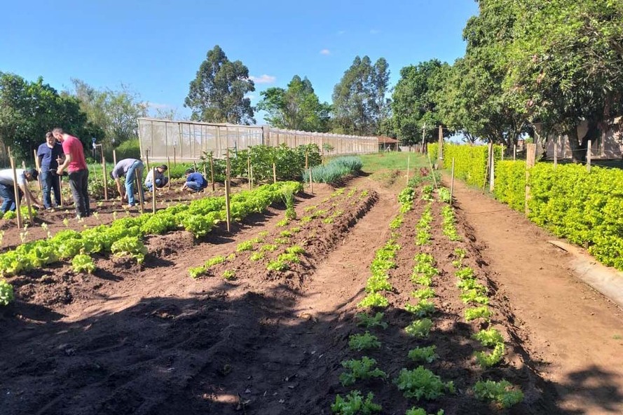 A ação já alcançou cerca de 350 indivíduos que se dedicam a cavar a terra, plantar as mudas, regar e irrigar as plantas e cuidar da horta