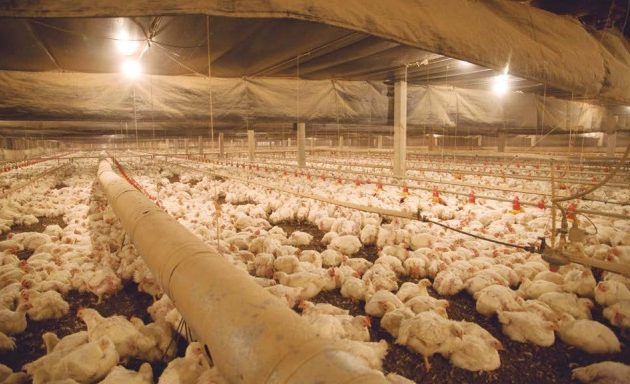 “Portanto, o produtor está em forte desequilíbrio econômico. No médio prazo, este produtor certamente deixará a atividade”, aponta Luiz Eliezer Ferreira, técnico do DTE da FAEP. 