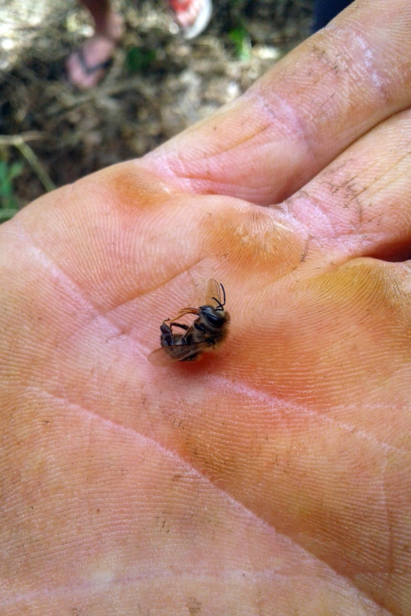 Agricultor foi autuado pela Agência de Defesa Agropecuária do Paraná (Adapar)