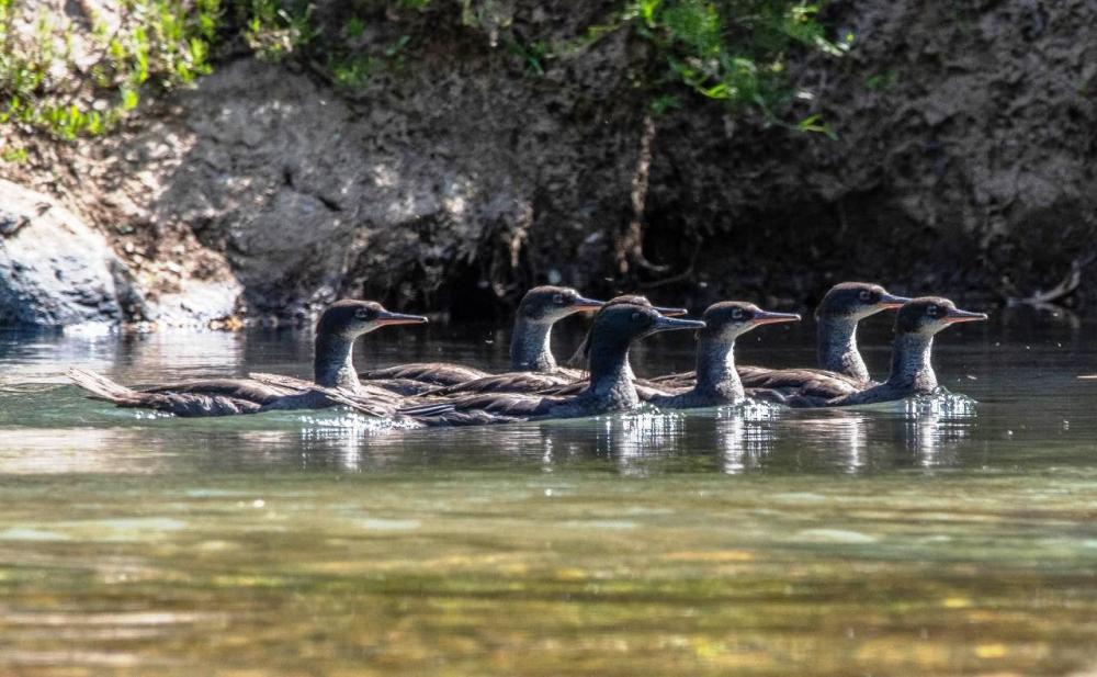 Descoberta, pelo Instituto Terra Brasilis, de uma família de seis patos-mergulhão juvenis, na bacia do Rio Araguari, ao norte do Parque Estadual da Serra da Canastra, no sul de Minas Gerais. Programa Pato-mergulhão, com apoio da Fundação Grupo Boticário d