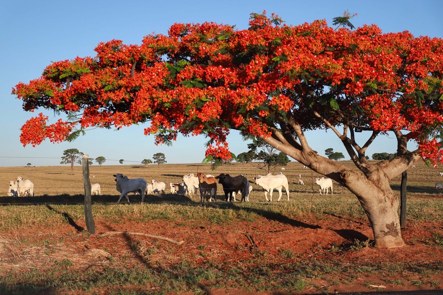 Os valores pela arroba bovina recebidos pelos produtores tiveram queda de 0,84% na primeira semana de dezembro, em relação ao preço médio de R$ 272,08, pago em novembro