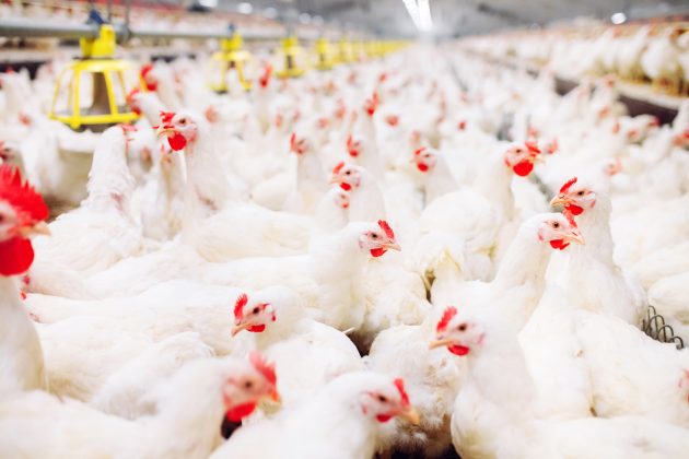 “Durante um bom período houve uma remuneração satisfatória à produção. Mas, desde 2018, houve uma alteração muito brusca na cadeia produtiva. Hoje, para mim, não há perspectiva de ampliação e grandes investimentos”, reclama. 