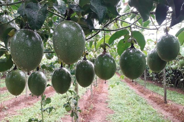 “A certificação reconhece todo o esforço feito para se produzir de maneira sustentável e, desta forma, atinge consumi dores cada vez mais exigentes e dispostos a pagar mais por um produto em que confiam”, destaca Gasparin