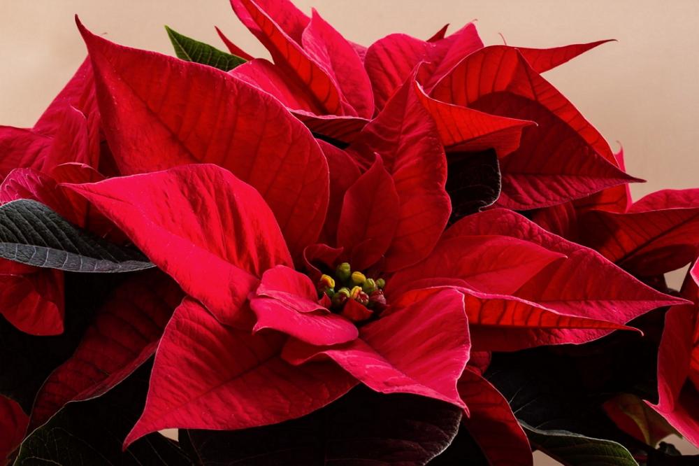 “Uma boa opção é incluir também flores brancas junto as vermelhas, como lírios e astromélias mescladas com rosas, criando um contraste bem elegante”, acrescenta a profissional