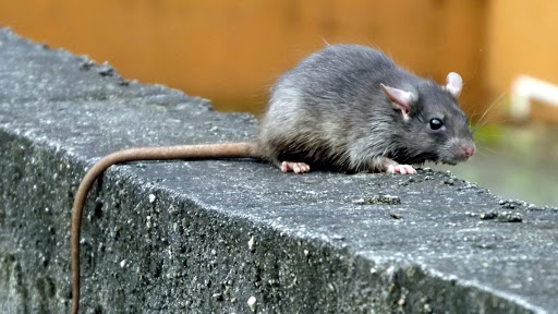 Com as chuvas, esses animais buscam proteção em áreas mais protegidas, como residências e estabelecimentos comerciais