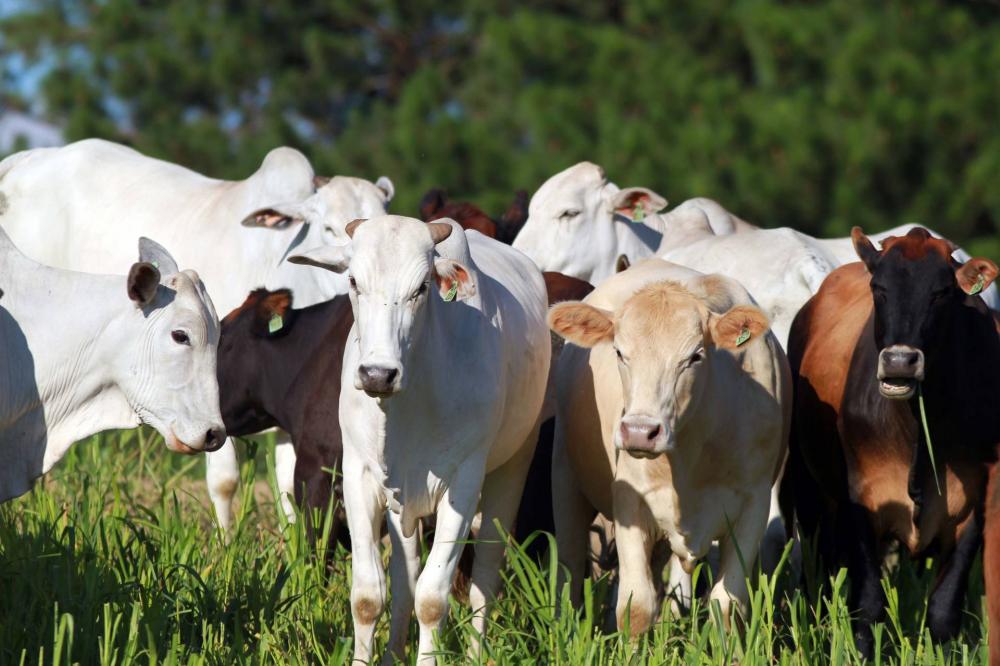 Em 2019, a produção de proteínas animais foi protagonista do Valor Bruto da Produção Agropecuária (VBP) do Paraná. O faturamento da pecuária registrou seu maior valor real e maior participação percentual na composição do VBP: R$ 48,5 bilhões e 49,6% de pa