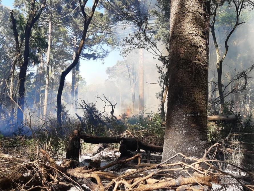 “É por meio dos nossos ficais que conseguimos controlar e manter o ecossistema paranaense. Nesse contexto de crise ambiental e hídrica, é imprescindível que se tenha uma atenção voltada à natureza”, declara.