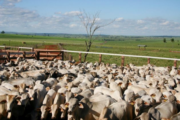 “Essa é uma conquista que reúne todos os elos da cadeia produtiva, uma grande vitória que vai alavancar a produção de proteínas animais no nosso Estado”, completa. 