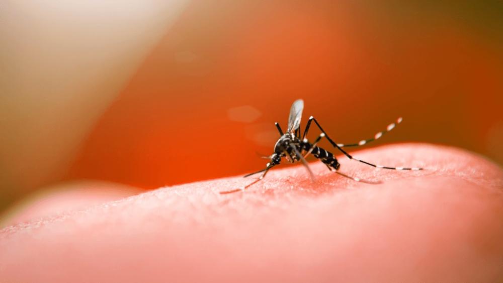 “É bom ver que, mesmo durante a pandemia da COVID-19, as pessoas não esqueceram que as doenças transmitidas por mosquitos também continuam sendo uma grande preocupação”, disse Tatiana Ganem, gerente geral da SC Johnson Brasil