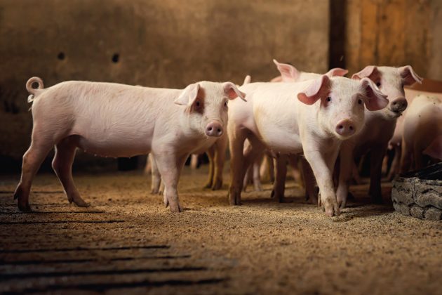 “São condições que melhoraram as respostas dos suínos aos índices zootécnicos. Ou seja, o animal passa a responder melhor à produção”, diz.