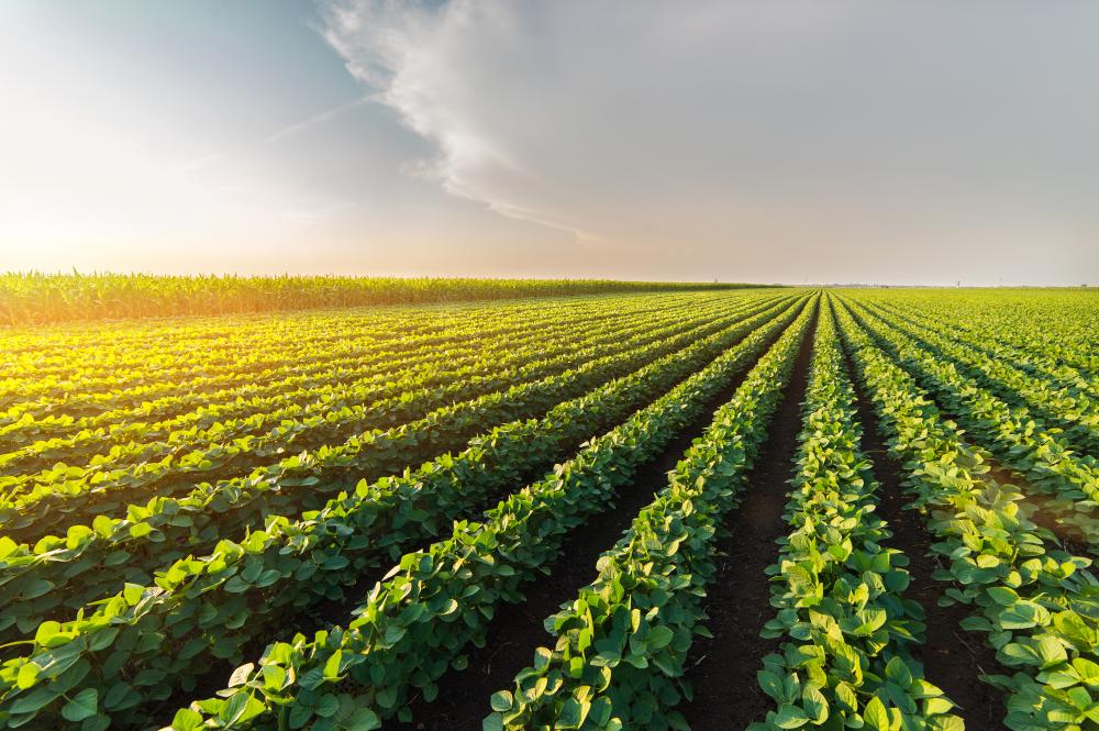 Em valor de mercado, o setor de defensivos agrícolas, contudo, foi 10,4% menor em dólar de produto aplicado – abaixo do que estimava a entidade (11,8%)