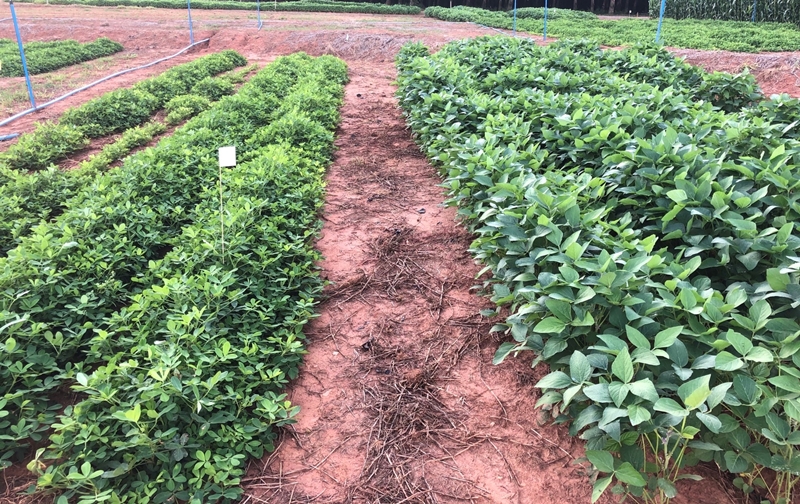Na área de nutrição de plantas, a Sipcam Nichino reúne na Amendosoja as soluções Abyss® e Nutex Premium®, ambas registradas nas culturas de soja e amendoim.