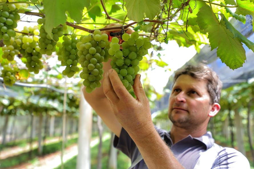 O Paraná é o quinto maior produtor da fruta no País, com 3.584 hectares cultivados e produção de 53,1 mil toneladas