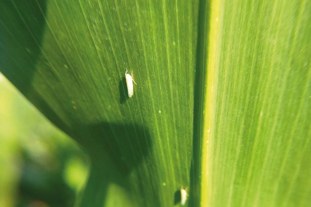 'A cigarrinha encontra plantas verdes para servir de hospedeiro praticamente o ano inteiro, pois temos o milho primeira e segunda safras, além do plantado para silagem e o verde', observa Araújo.