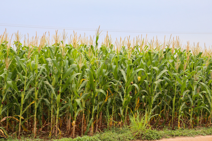 'Temos ainda um ambiente bom, de crescimento, apesar de um possível aperto de suprimento, especialmente de um insumo tão fundamental que é o milho', disse Norberto Ortigara, o secretário de Estado da Agricultura e do Abastecimento.