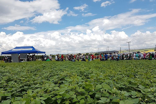  Os vídeos poderão ser assistidos nos canais da Syngenta Brasil e IDR-Paraná, no Youtube, a partir das 8h30 da próxima terça-feira (30).