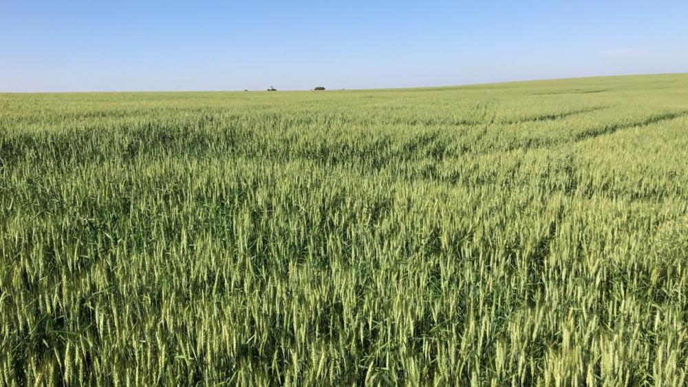 Trata-se de uma alternativa altamente competitiva e eficaz à produtividade e à rentabilidade perseguidas pelo triticultor. Divulgação Sipcam Nichino Brasil