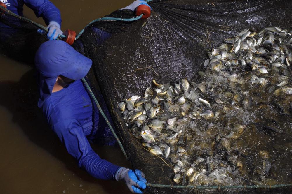 Desde o início do programa, mais de 36 milhões de peixes foram soltos nas bacias dos rios Paraná e Paranapanema.