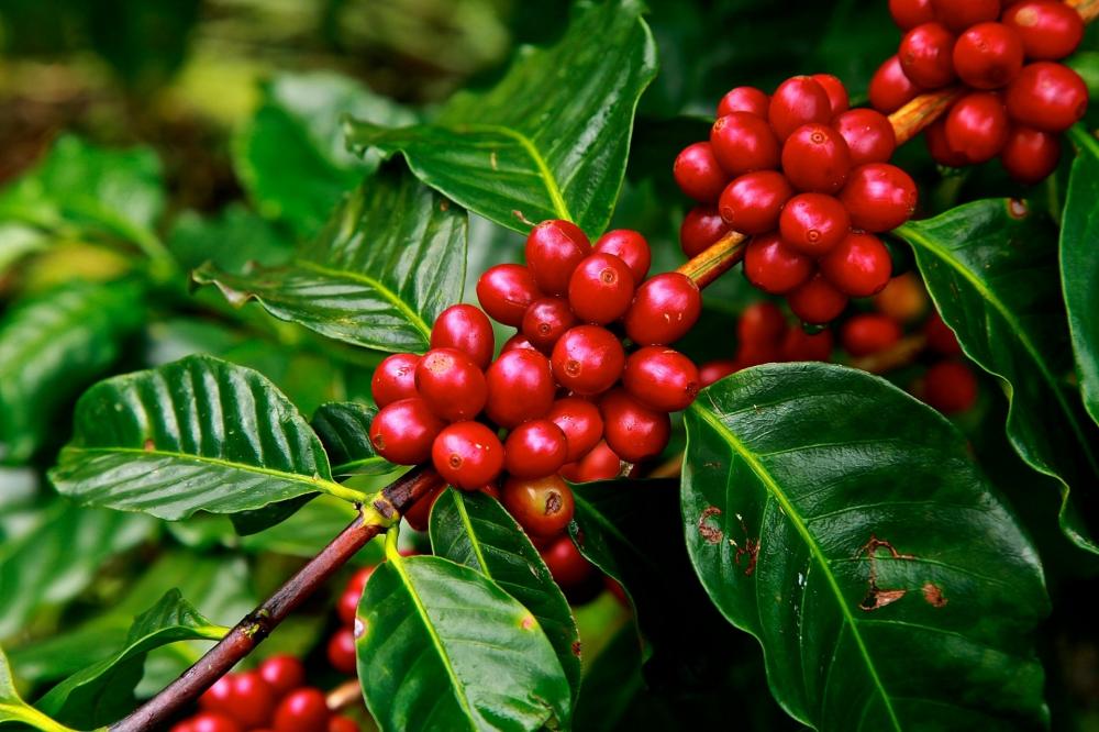 'A produção cresce e também aumenta o consumo, tanto de café verde quanto do torrado', complementa o dirigente. 