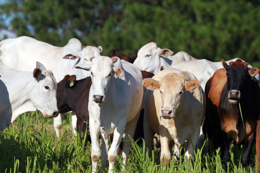 Quem não cumprir a exigência ficará impedido de obter a Guia de Trânsito Animal (GTA).
