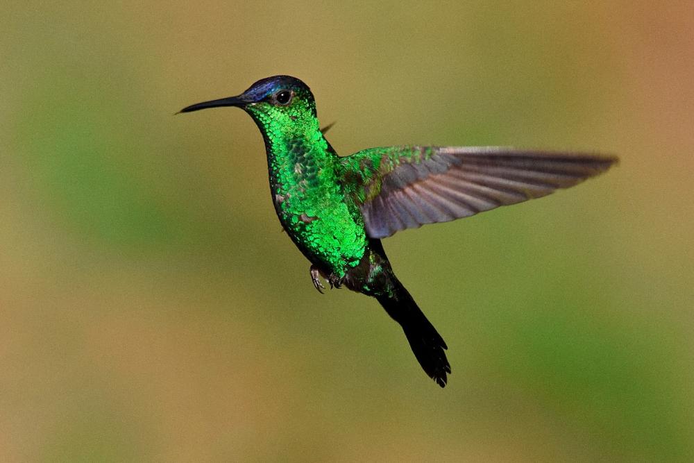 Beija-flor-de-fronte-violeta (Thalurania glaucopis) fotografado em Jaguariaíva-PR por Harisson Luiz