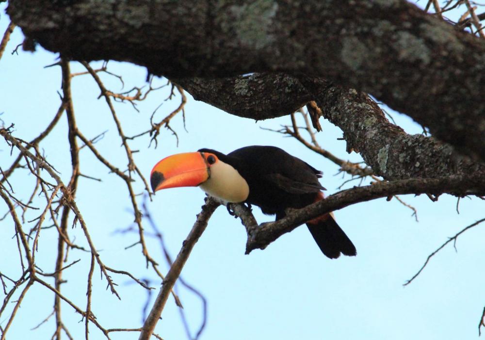 Tucanuçu - Ramphastos toco - foto - Lucas Cordeiro