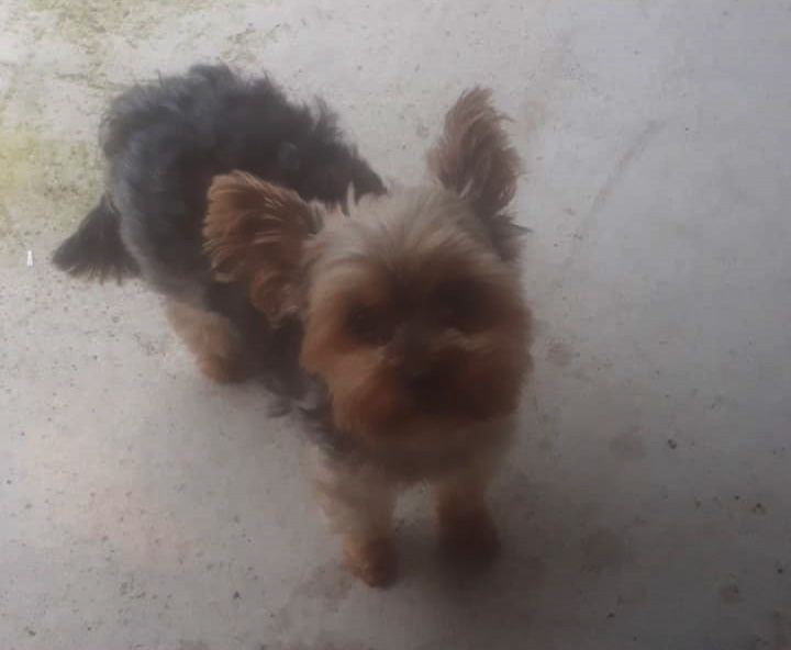 Este é o Limão, ele está perdido e Família garante recompensa para quem ajudar a encontrar 