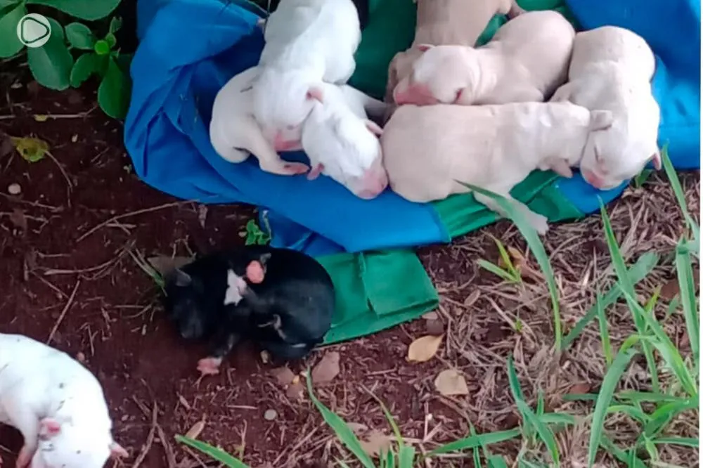 Animais estão sob cuidados e passam bem - Foto: reprodução