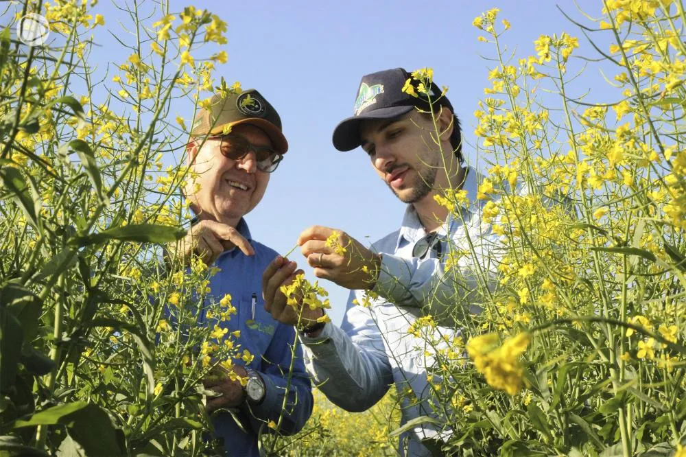 Canola amplia presença no Norte Pioneiro e surge como alternativa para a segunda safra
