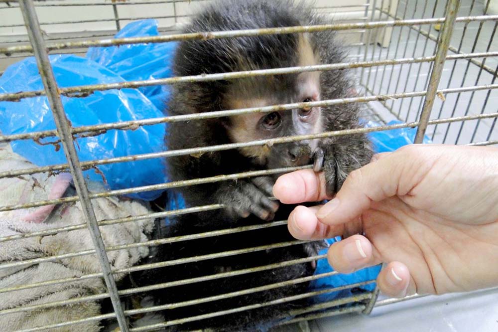Quando os animais silvestres aparecem em residências, ou estão em situação de ameaça ou machucados, precisam de ajuda humana