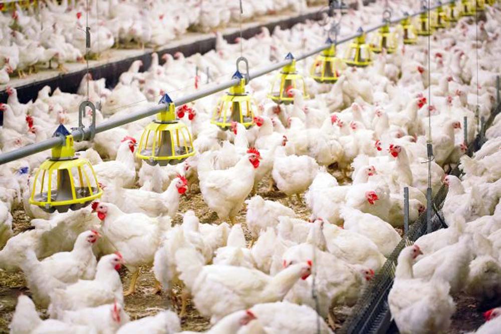 Nos últimos dias, milhares de agropecuaristas do Paraná foram informados pelo governo estadual, via mensagem de celular, sobre a suspensão da Tarifa Rural Noturna (TRN)
