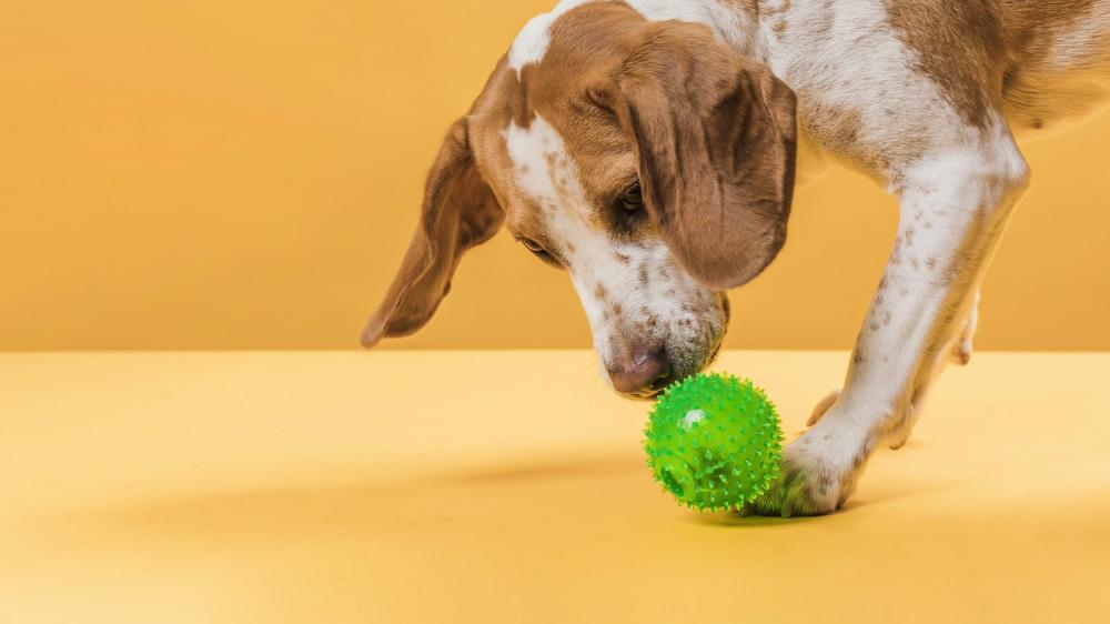 Cuidados redobrados com a higiene do pet e dos brinquedos estão entre as recomendações - Foto: Da assessoria 
