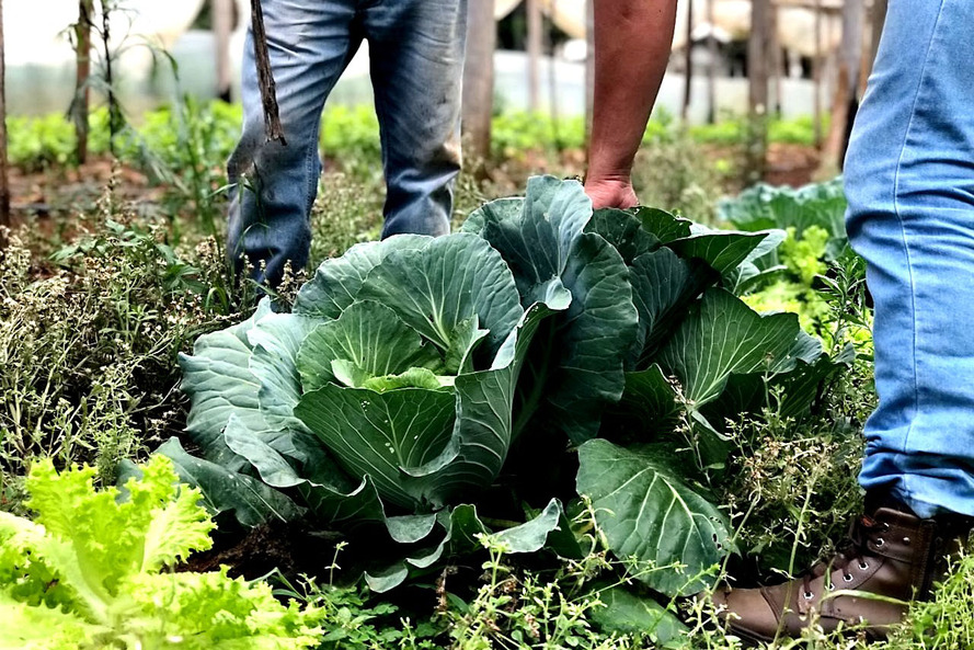 O programa envolve as sete universidades estaduais e o Intituto de Desenvolvimento Rural do Paraná Iapar Emater (IDR-Paraná)