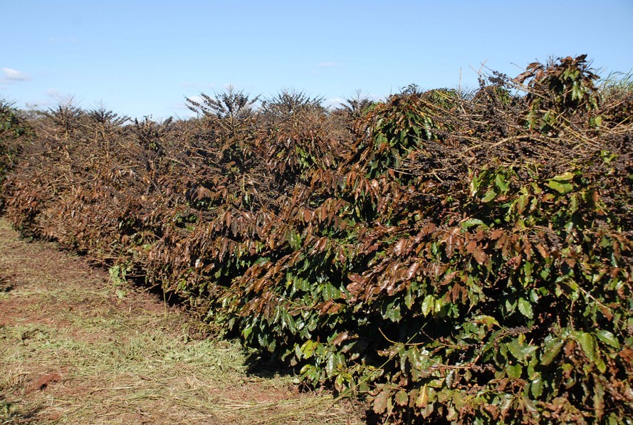 Além do boletim diário, se houver aproximação de massas de ar frio com potencial de causar danos às lavouras de café, é emitido, e amplamente divulgado, um pré-alerta com 48 horas de antecedência