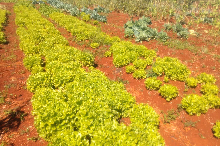 “A PIC também já ganhou maquinários, materiais, como enxada, insumos e outros itens importantes para que a agrofloresta se concretize”, disse o diretor da unidade, Henrique Dondoni