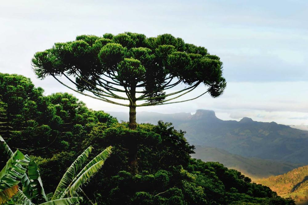 Professor Flávio Zanetti, pesquisador do setor de Ciências Agrárias da Universidade Federal do Paraná (UFPR) e estudioso da Araucária Angustifolia, é o convidado do programa 