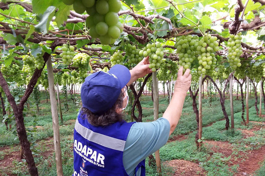 “Esse trabalho mitiga o risco de disseminação de pragas e possibilita o acesso dos produtos vegetais paranaenses aos mais diversos mercados”, diz Manoel Luiz de Azevedo, o diretor de Defesa Agropecuária.