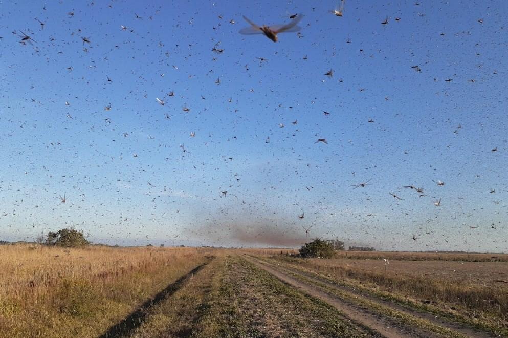 A Secretaria de Agricultura do Rio Grande do Sul orienta os produtores rurais gaúchos a informar a Inspetoria de Defesa Agropecuária da sua localidade se identificar a presença de tais insetos em grande quantidade