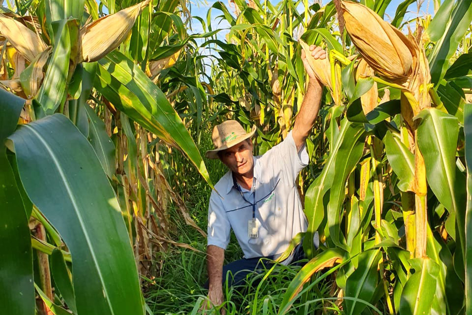 Claudemir Luis Todescatt lembra que a braquiária contribui para a ciclagem de nutrientes e protege o solo quando há chuvas fortes