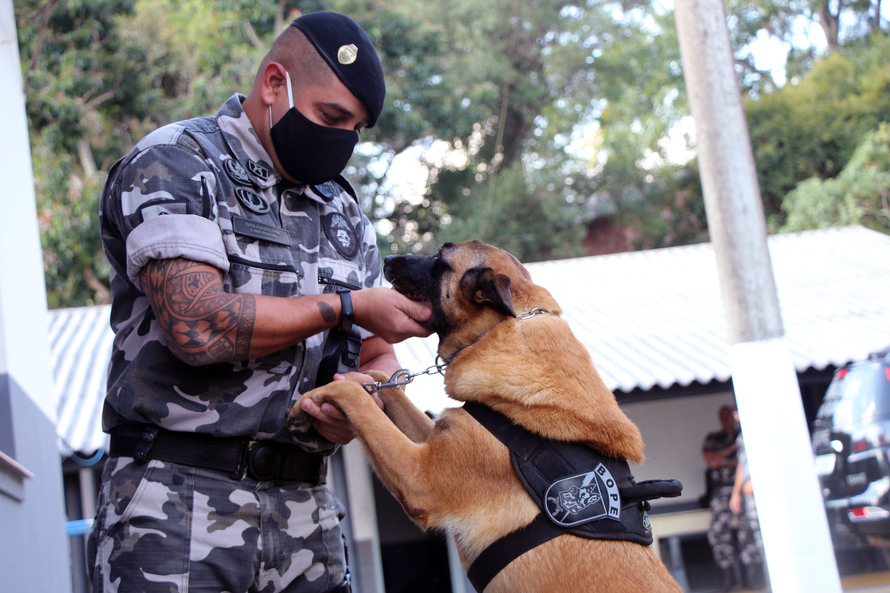O aumento das apreensões, segundo o Comandante da COC, capitão Gustavo Dalledone Zancan, está atrelado à ampliação das operações com cães em diferentes cenários